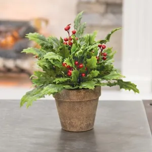 ' Potted Dazzling Holly (Pack of 2)