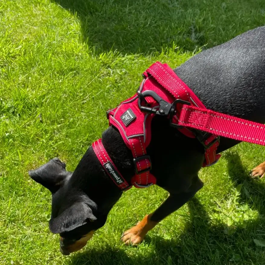 Functional Dog Lead 5ft