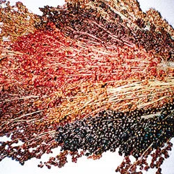 Mixed Colour Broom Corn - Zea mays - Ornamental Vegetable - 10 Seeds