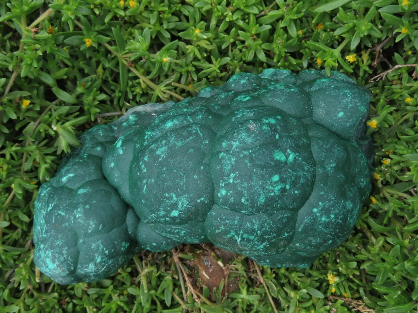 Natural Botryoidal Malachite Specimen x 1 From Kolwezi, Congo