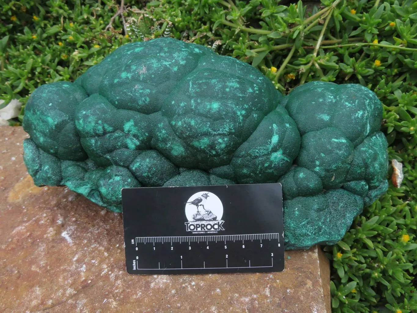 Natural Botryoidal Malachite Specimen x 1 From Kolwezi, Congo