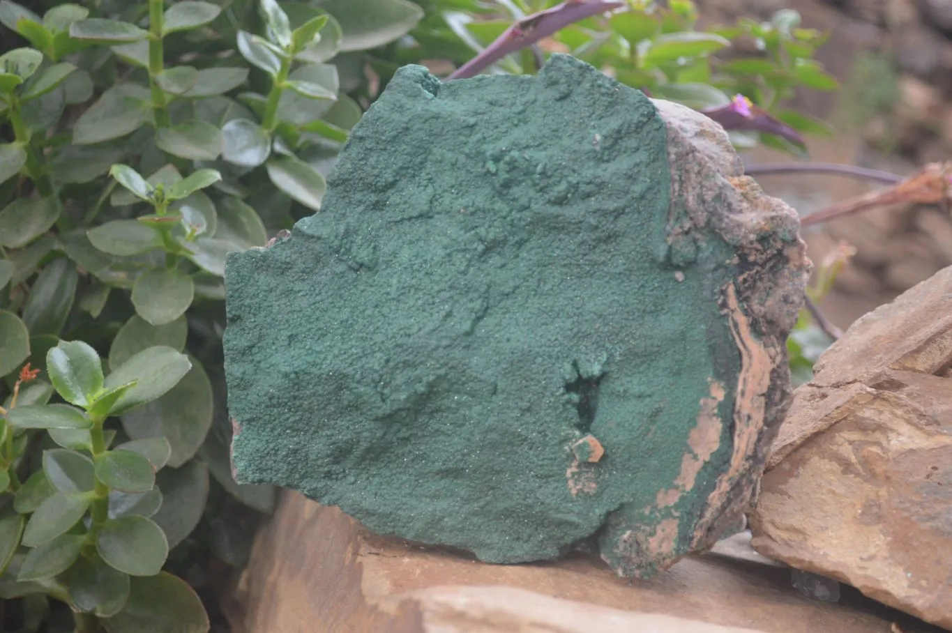 Natural Botryoidal Malachite Specimens x 1 From Tenke Fungurume, Congo