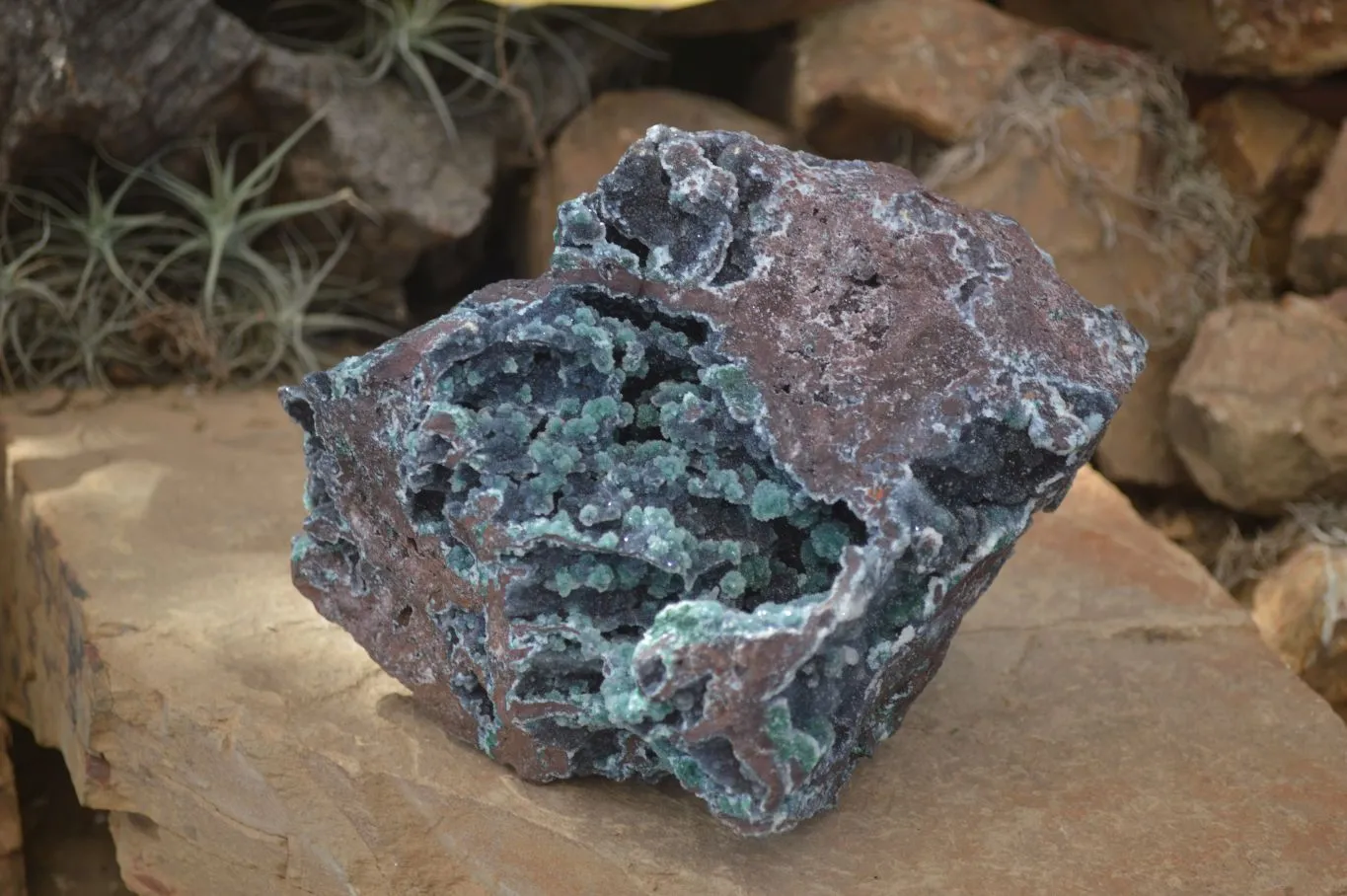 Natural Drusy Coated Ball Malachite On Dolomite Specimen x 1 From Likasi, Congo