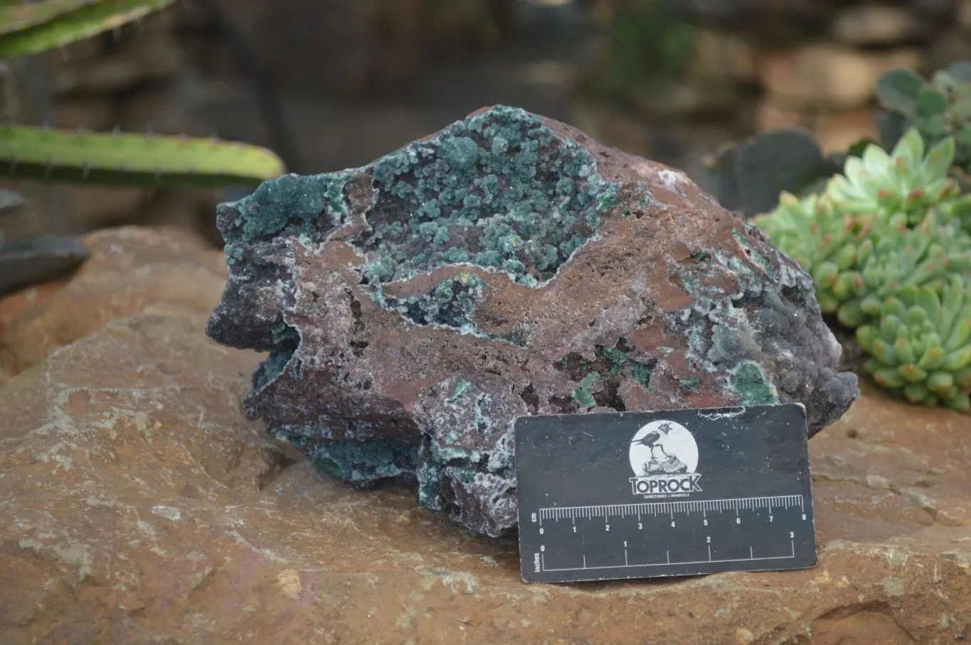 Natural Drusy Coated Ball Malachite On Dolomite Specimen x 1 From Likasi, Congo