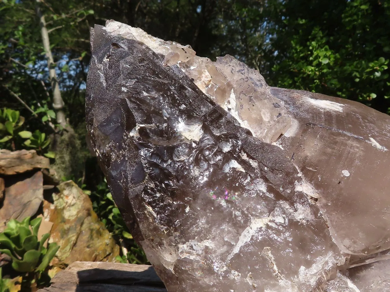 Natural Extra Large Smokey Quartz Cluster  x 1 From Madagascar