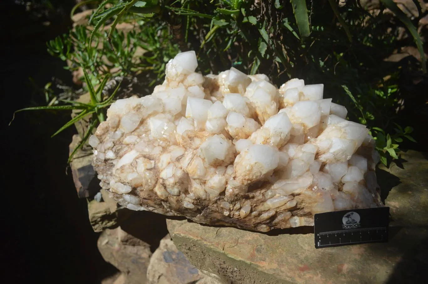 Natural Extra Large White Phantom Pineapple Quartz Cluster  x 1 From Madagascar