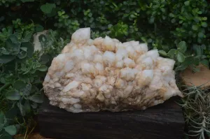 Natural Extra Large White Phantom Pineapple Quartz Cluster  x 1 From Madagascar