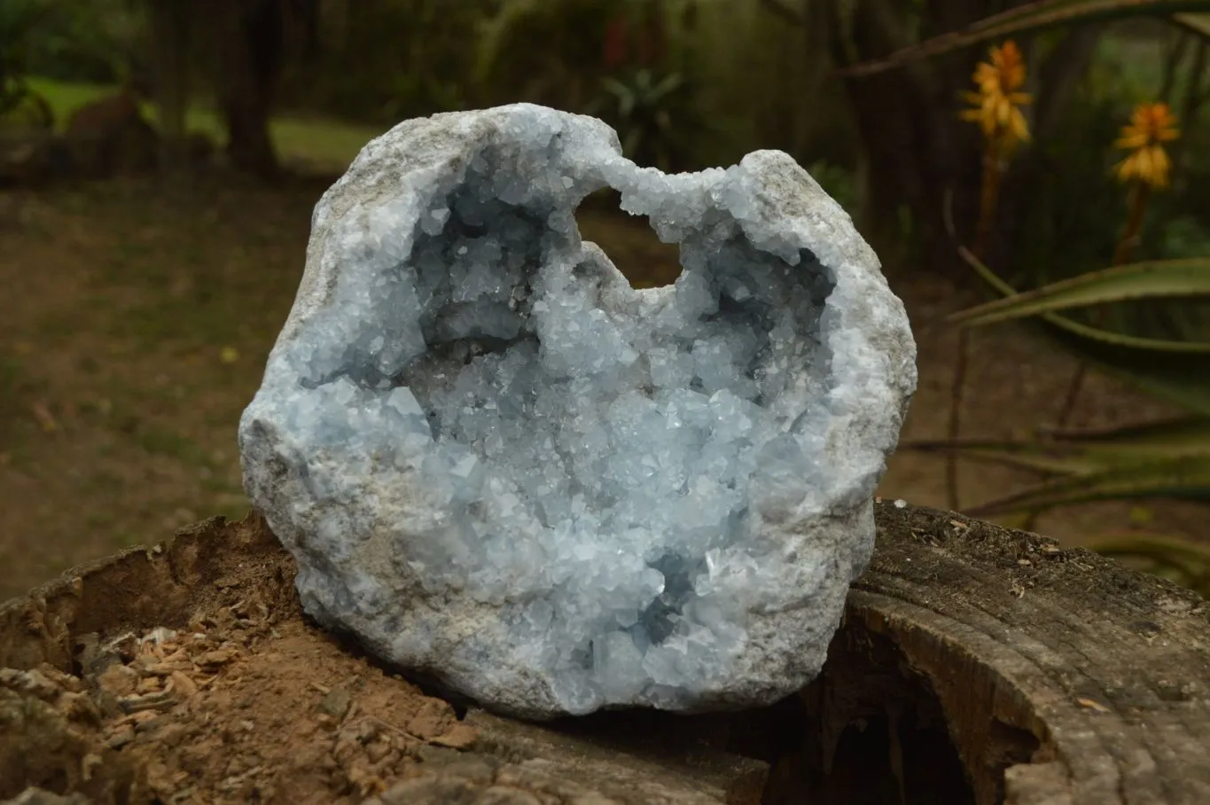Natural Gorgeous Crystalline Pale Blue Celestite Geode Specimen  x 1 From Sakoany, Madagascar