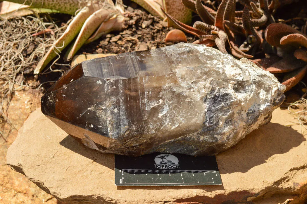 Natural Smokey Quartz Crystal With Polished Termination x 1 From Zomba, Malawi