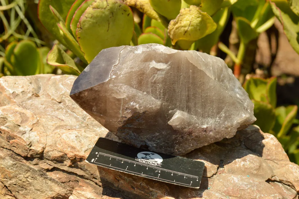 Natural Smokey Quartz Crystal With Polished Terminations x 1 From Mt. Mulanje, Malawi