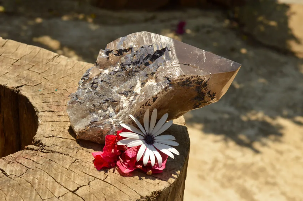 Natural Smokey Quartz Crystal With Polished Terminations x 1 From Mt. Mulanje, Malawi