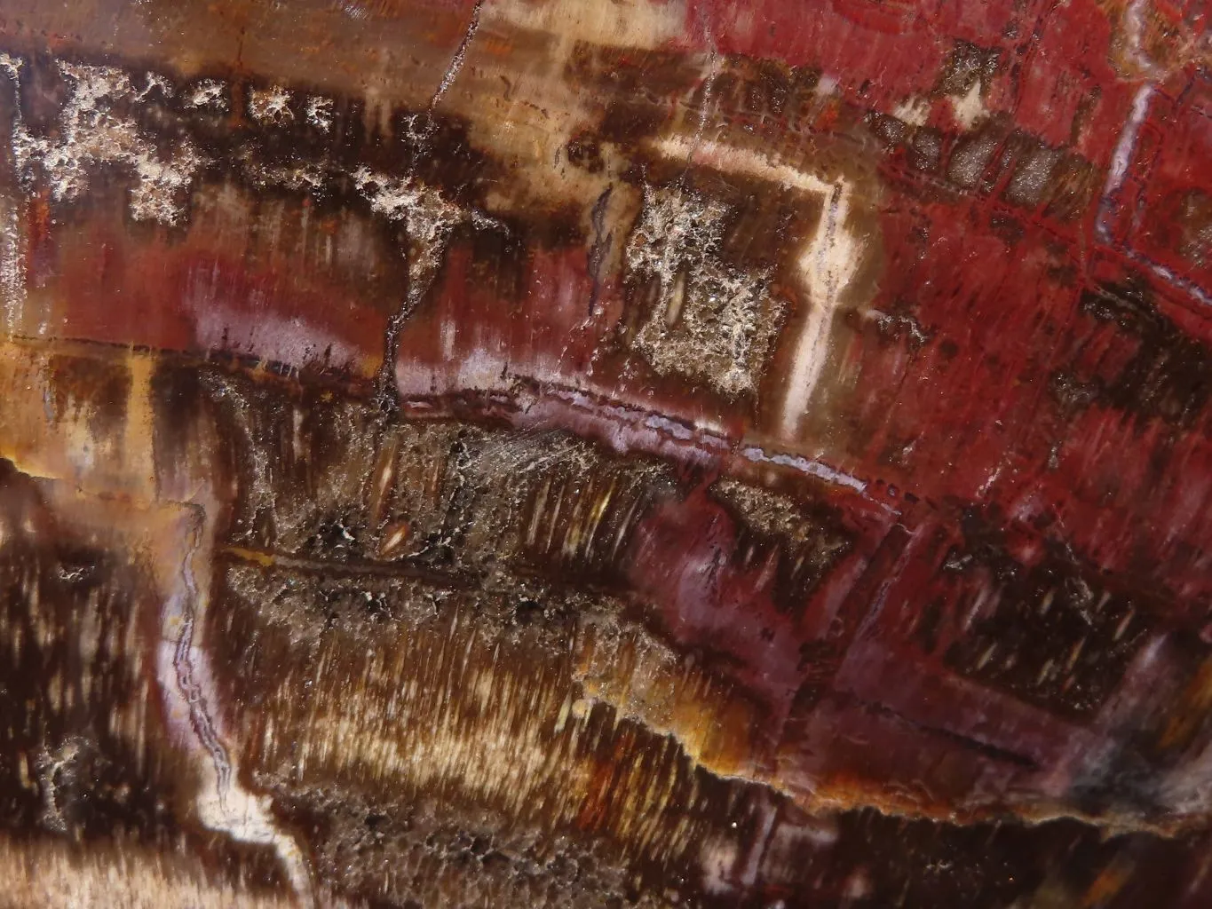 Polished Extra Large Petrified Red Wood Heart x 1 From Mahajanga, Madagascar