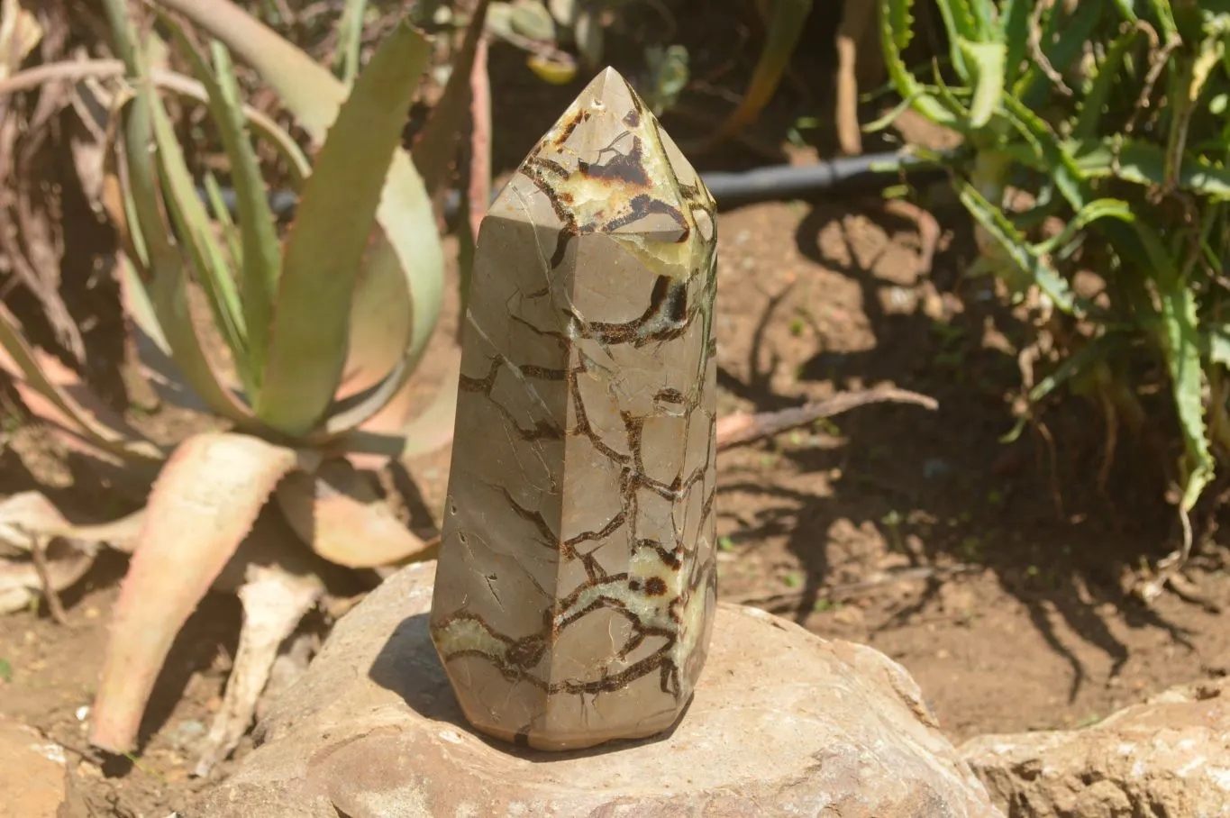 Polished Large Septaria (Yellow Calcite and Aragonite) Point x 1 From Mahajanga, Madagascar
