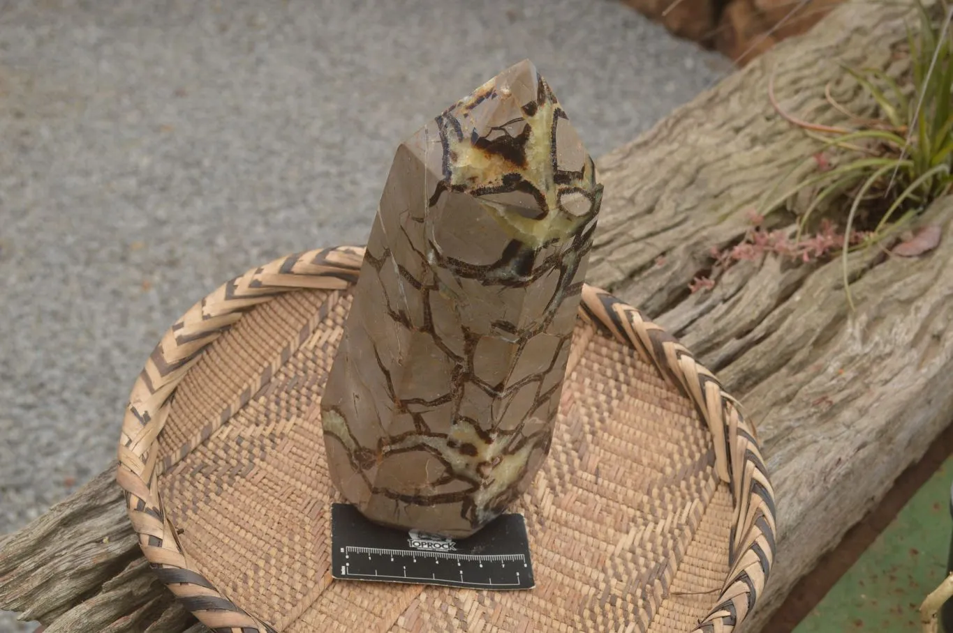 Polished Large Septaria (Yellow Calcite and Aragonite) Point x 1 From Mahajanga, Madagascar