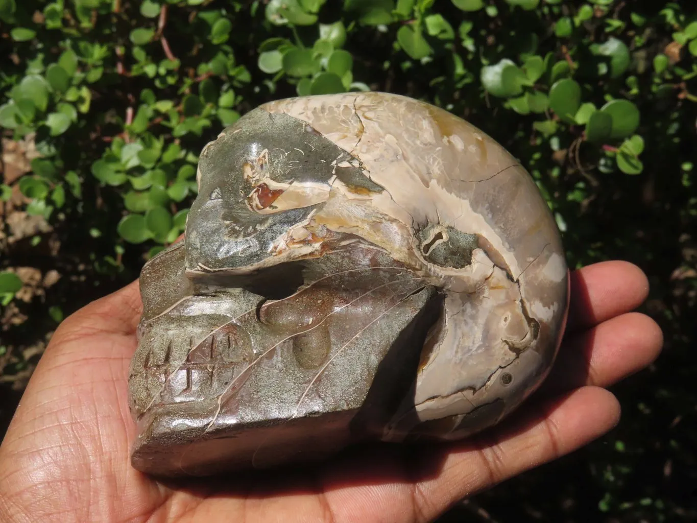 Polished Opalized Fossil Skull Carving  x 1 From Madagascar