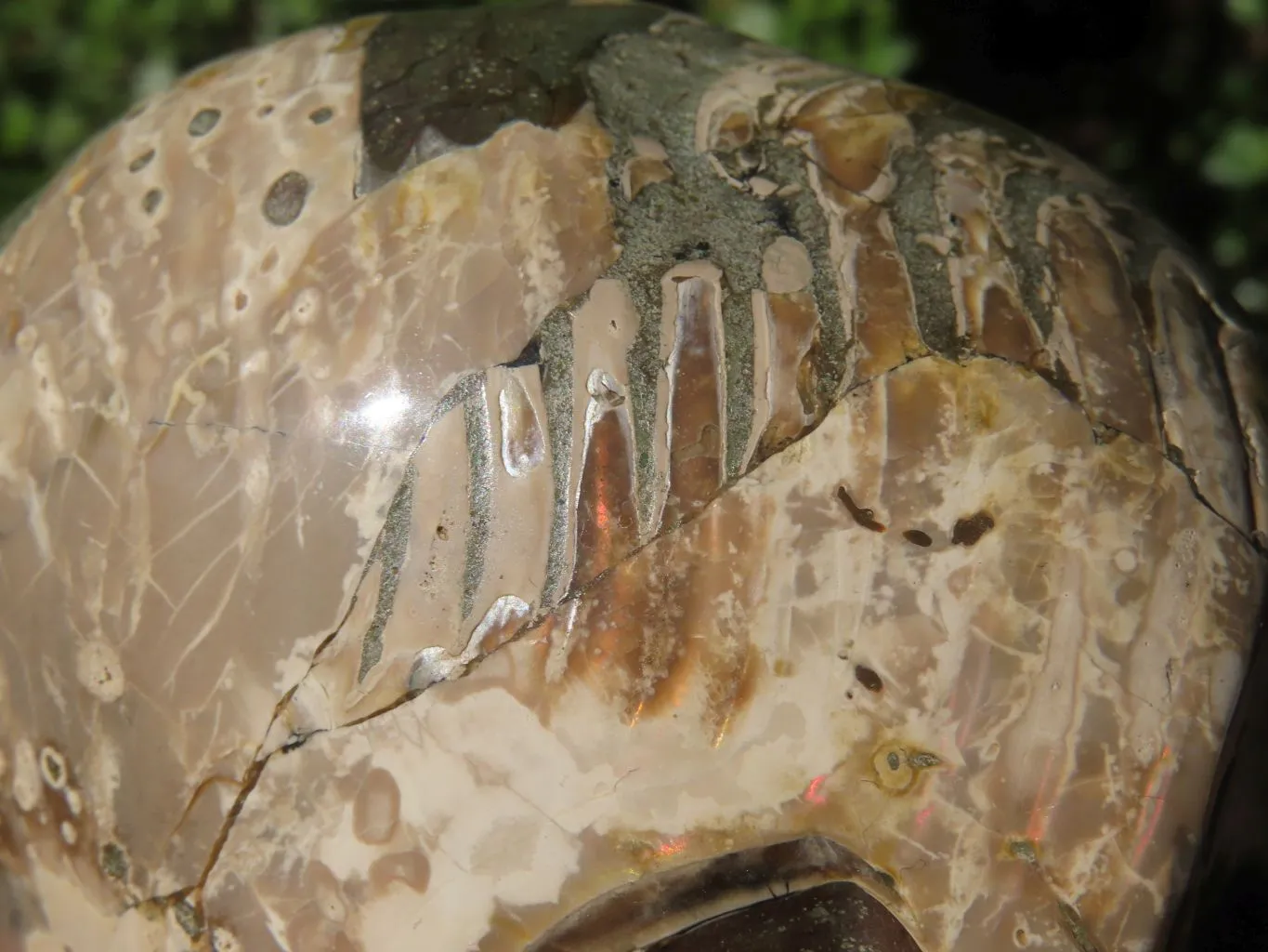 Polished Opalized Fossil Skull Carving  x 1 From Madagascar