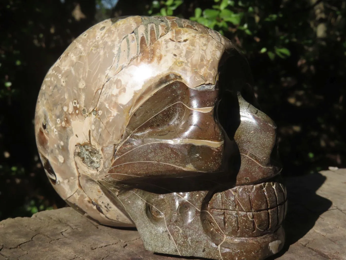 Polished Opalized Fossil Skull Carving  x 1 From Madagascar