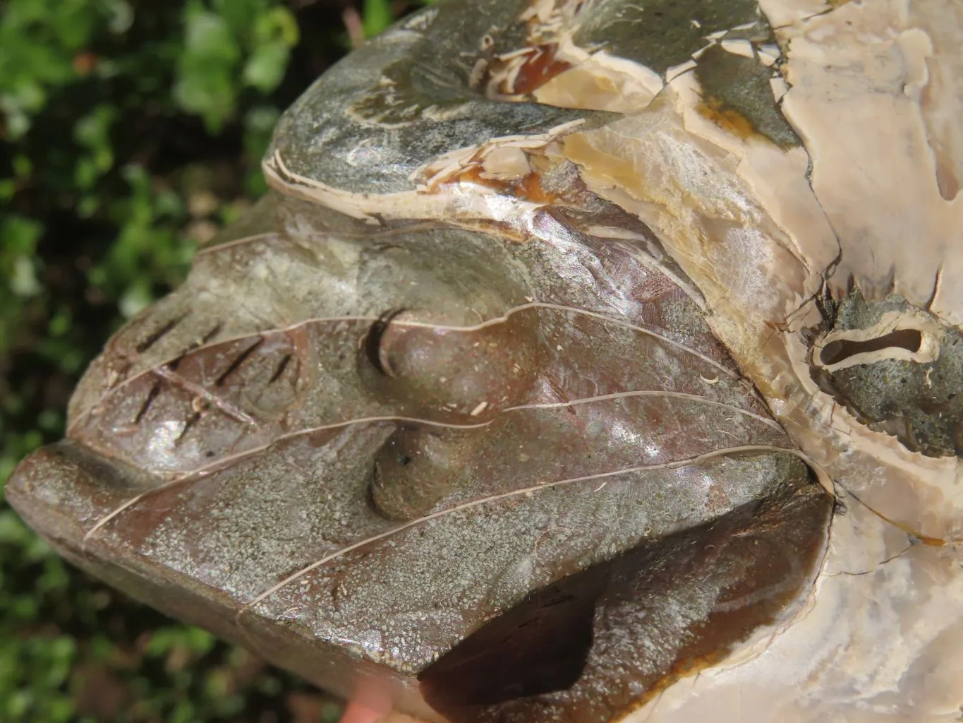 Polished Opalized Fossil Skull Carving  x 1 From Madagascar