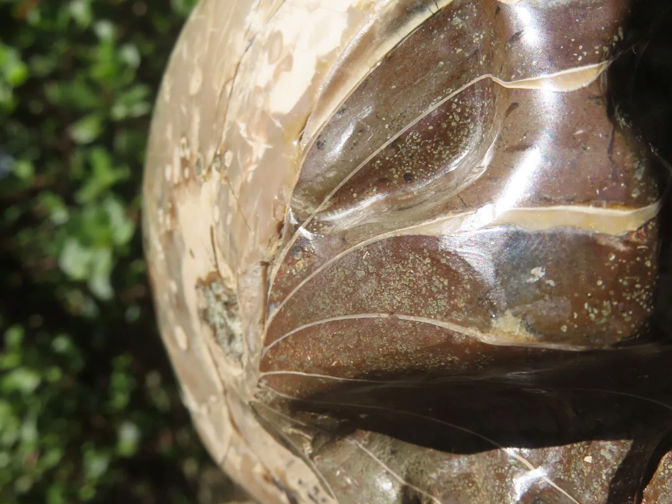 Polished Opalized Fossil Skull Carving  x 1 From Madagascar