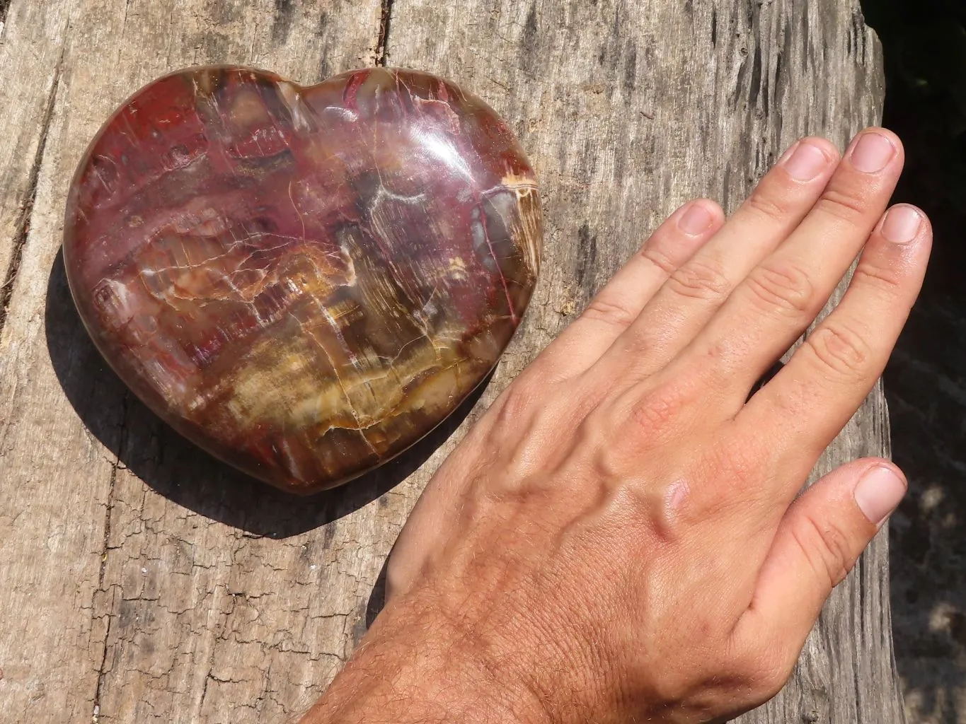 Polished Petrified Red Podocarpus Wood Heart x 1 From Mahajanga, Madagascar