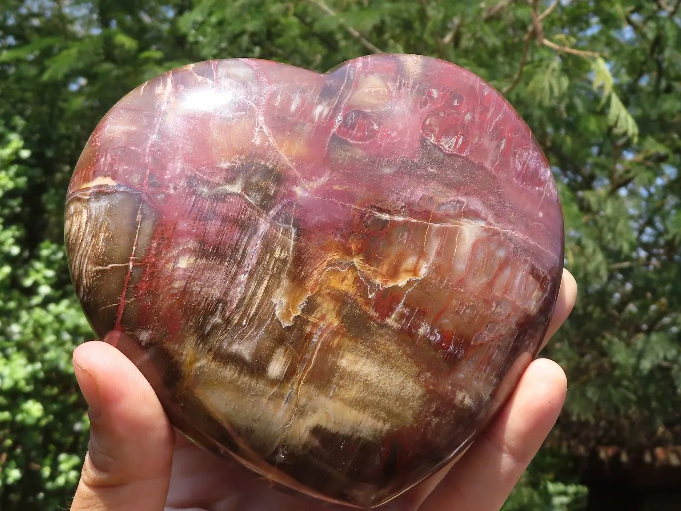 Polished Petrified Red Podocarpus Wood Heart x 1 From Mahajanga, Madagascar