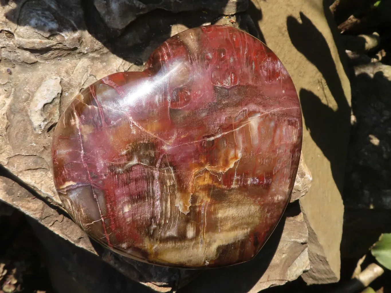 Polished Petrified Red Podocarpus Wood Heart x 1 From Mahajanga, Madagascar