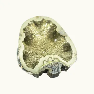 Pyrite Ammonite