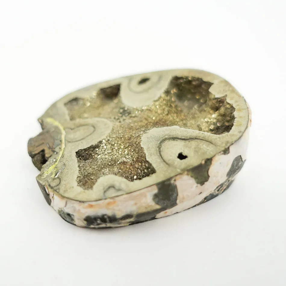 Pyrite Ammonite
