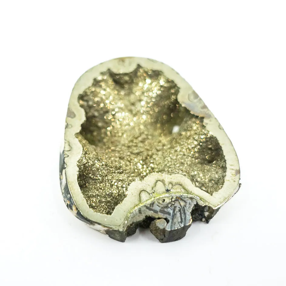 Pyrite Ammonite