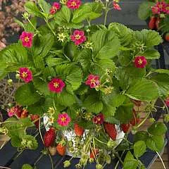 Tarpan F1 Strawberry - Bulk Fruit / Berry Seeds - 100 Seeds