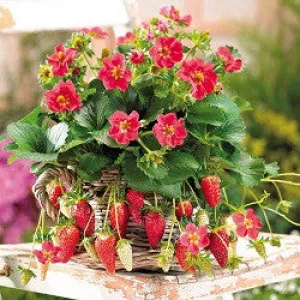 Tarpan F1 Strawberry - Bulk Fruit / Berry Seeds - 100 Seeds