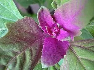 Tree Spinach - Chenopodium Giganteum - Vegetable - 20 Seeds